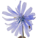 US Chicory